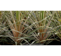 CORDYLINE australis 'Torbay Dazzler'