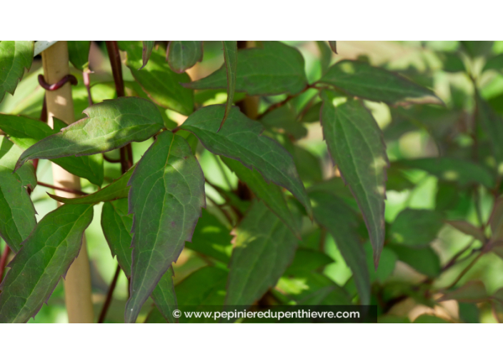 CLEMATIS montana 'Broughton Star'