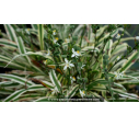 ARTHROPODIUM candidum 'Little Lia'® ARTHROPODIUM candidum 'Little Lia'®