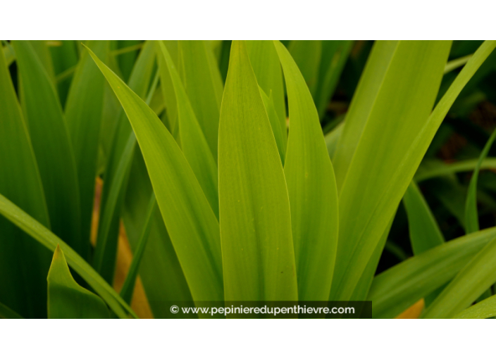CORDYLINE 'Emerald Star'®