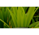 CORDYLINE 'Emerald Star'®