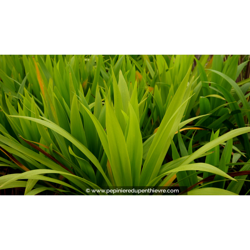 CORDYLINE 'Emerald Star'®