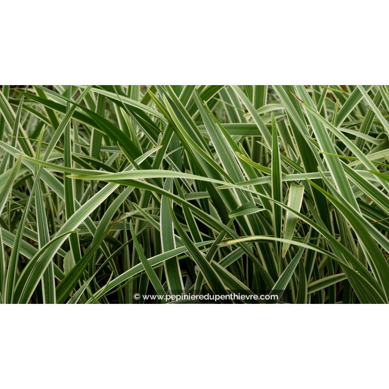 DIANELLA tasmanica 'Wyeena'