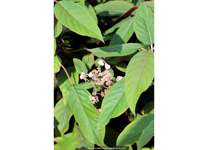 HYDRANGEA aspera 'Hot Chocolate'