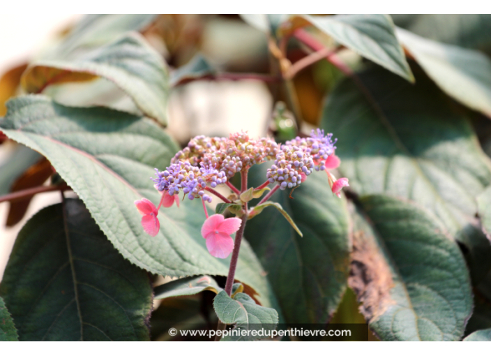 HYDRANGEA aspera 'Hot Chocolate'