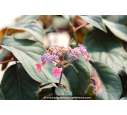 HYDRANGEA aspera 'Hot Chocolate'