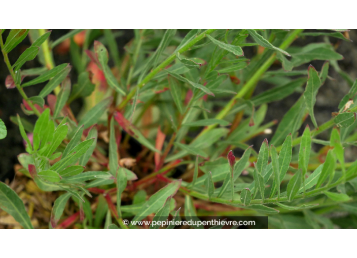 GAURA lindheimeri 'Whirling Butterflies' GAURA lindheimeri 'Whirling Butterflies'