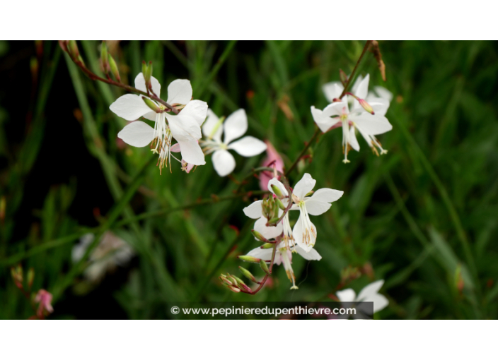 GAURA lindheimeri 'Whirling Butterflies' GAURA lindheimeri 'Whirling Butterflies'
