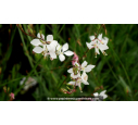 GAURA lindheimeri 'Whirling Butterflies' GAURA lindheimeri 'Whirling Butterflies'