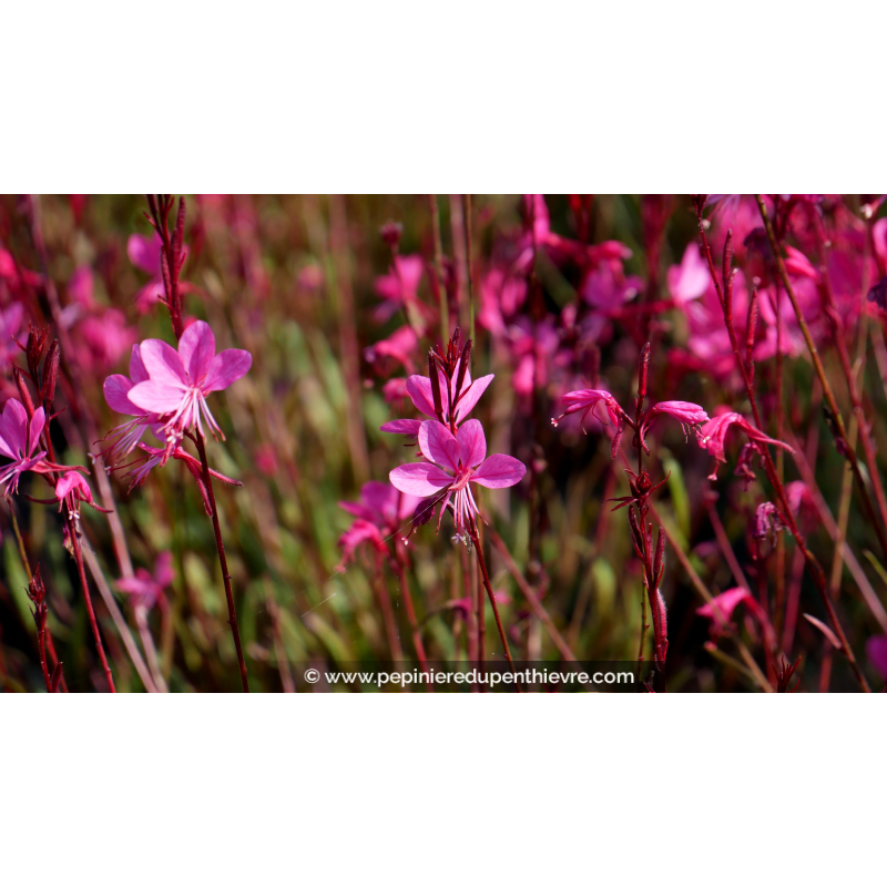 GAURA lindheimeri 'Red Color'