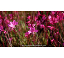 GAURA lindheimeri 'Red Color'