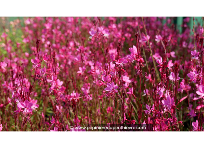 GAURA lindheimeri 'Red Color'