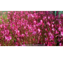 GAURA lindheimeri 'Red Color'