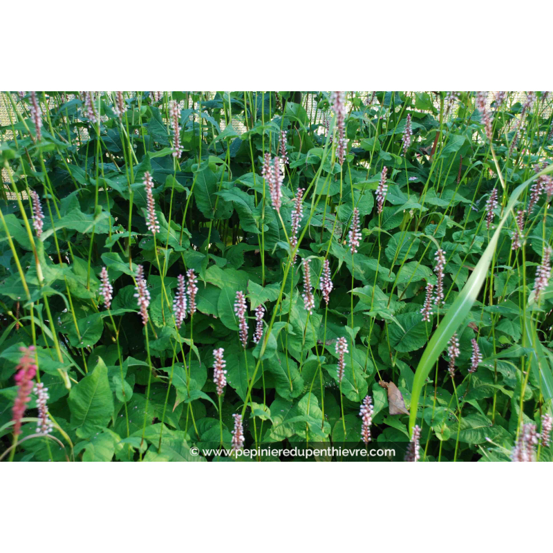PERSICARIA amplexicaulis 'Rosea'