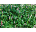 PERSICARIA amplexicaulis 'Rosea'