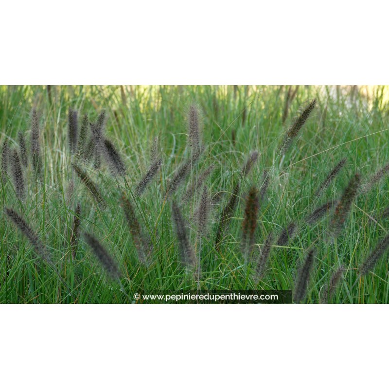 PENNISETUM alopecuroides 'Viridescens'