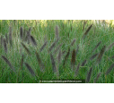 PENNISETUM alopecuroides 'Viridescens'
