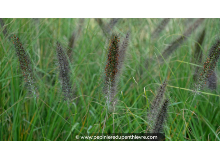 PENNISETUM alopecuroides 'Viridescens'