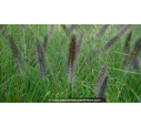PENNISETUM alopecuroides 'Viridescens'