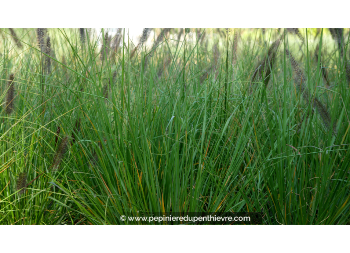 PENNISETUM alopecuroides 'Viridescens'