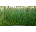 PENNISETUM alopecuroides 'Viridescens'