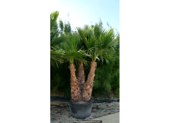 WASHINGTONIA robusta 'Cépée 200/250' v1