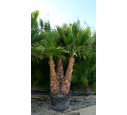 WASHINGTONIA robusta 'Cépée 200/250' v1