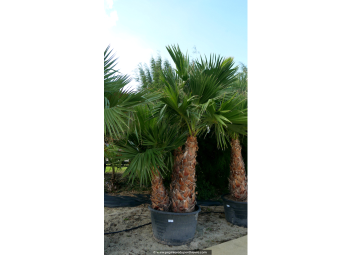 WASHINGTONIA robusta 'Cépée 200/250' v1