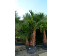 WASHINGTONIA robusta 'Cépée 200/250' v1