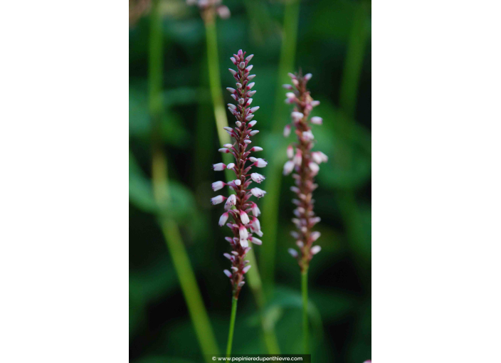 PERSICARIA amplexicaulis 'Rosea'