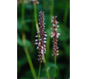 PERSICARIA amplexicaulis 'Rosea'