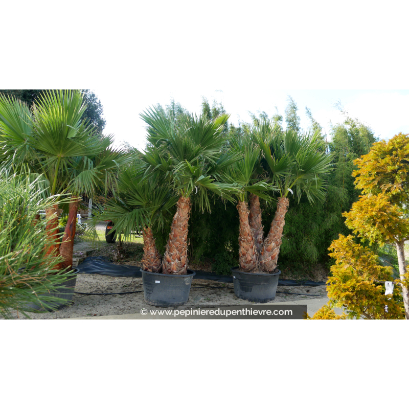 WASHINGTONIA robusta 'Cépée 200/250' v1