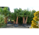 WASHINGTONIA robusta 'Cépée 200/250' v1