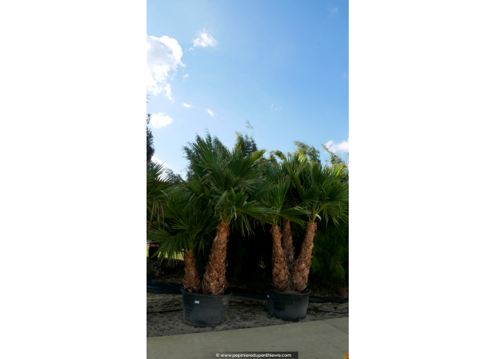 WASHINGTONIA robusta 'Cépée 200/250' v1
