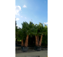 WASHINGTONIA robusta 'Cépée 200/250' v1