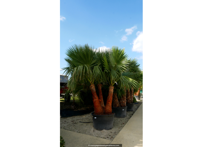 WASHINGTONIA robusta 'Cépée 200/250' v2