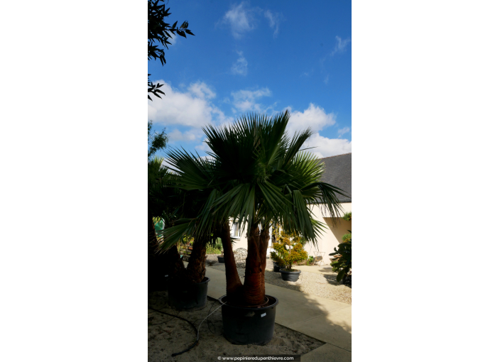 WASHINGTONIA robusta 'Cépée 200/250' v2