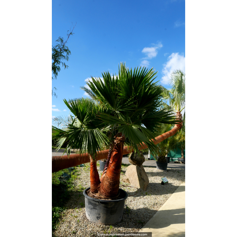 WASHINGTONIA robusta 'Cépée 200/250' v2