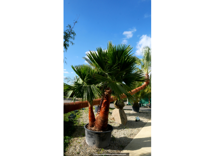 WASHINGTONIA robusta 'Cépée 200/250' v2
