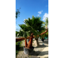 WASHINGTONIA robusta 'Cépée 200/250' v2