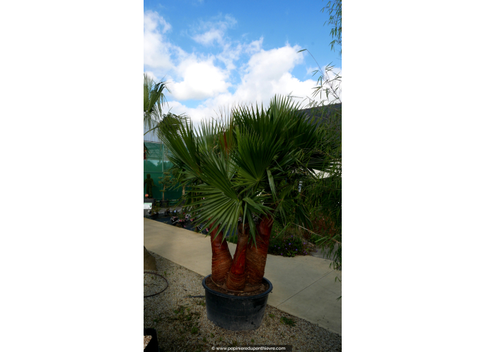 WASHINGTONIA robusta 'Cépée 200/250' v2