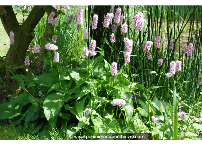 PERSICARIA bistorta 'Superba'