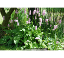 PERSICARIA bistorta 'Superba'