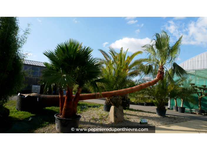WASHINGTONIA robusta 'Tronc 500/550 Couché'