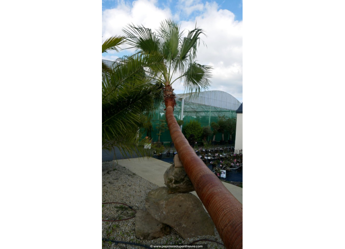 WASHINGTONIA robusta 'Tronc 500/550 Couché'