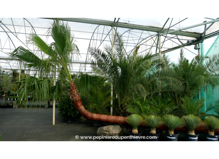 WASHINGTONIA robusta 'Tronc 500/550 Couché'