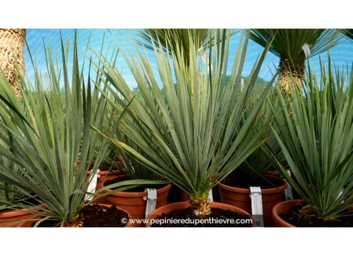 YUCCA rostrata '10L 15-20'