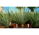 YUCCA rostrata '10L 15-20'