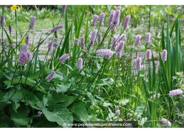 PERSICARIA bistorta 'Superba'