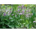 PERSICARIA bistorta 'Superba'